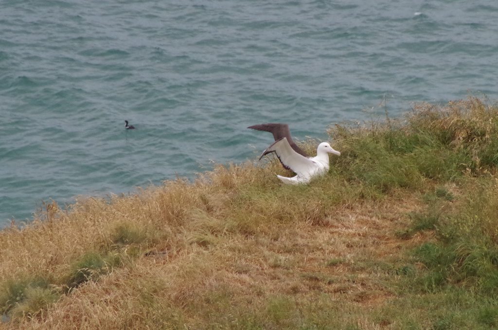 royal_albatross